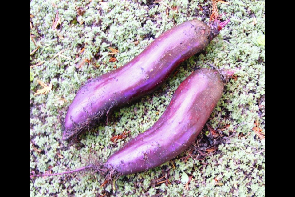 Taunus is a fine-textured cylindrical beet that is pleasantly convenient for slicing. HELEN CHESNUT