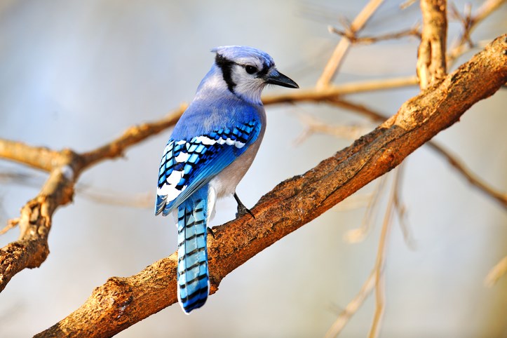 bluejay-gettyimages