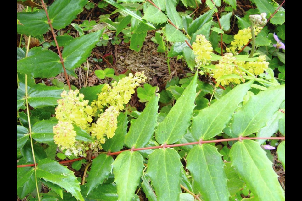 Even for fully hardy native plants like this Oregon grape, its wise to avoid planting in wet or freezing weather.