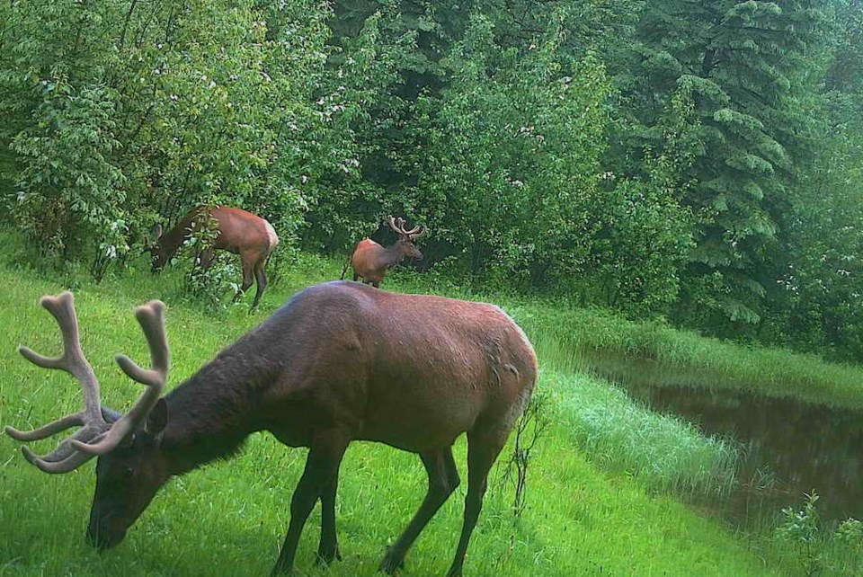 elk-southpeace