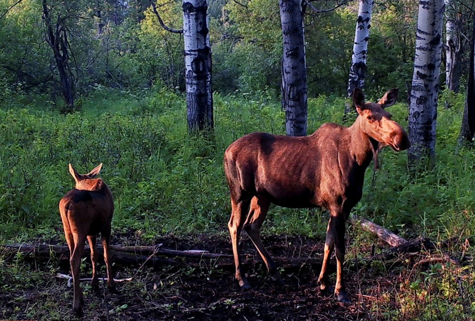 moose-southpeace