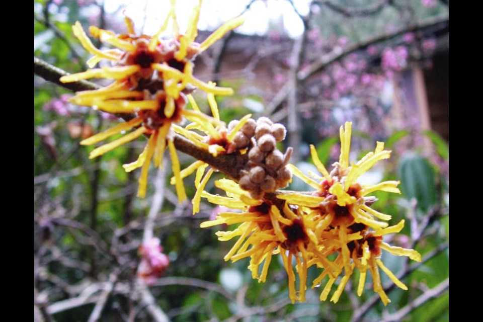 Witch Hazels spidery blooms are another welcome sight in winter. Helen Chesnut