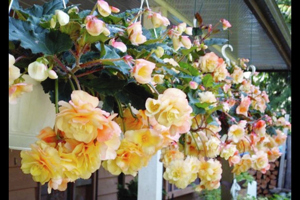 Hanging-basket begonia tubers started into growth in late February or early March produce a summer-long and early fall display of flowers. HELEN CHESNUT