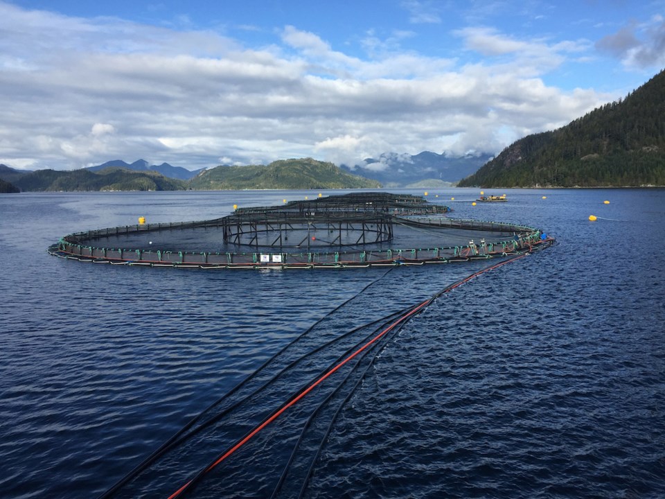 Nineteen salmon farms must close under federal edict. | Grieg Seafood BC