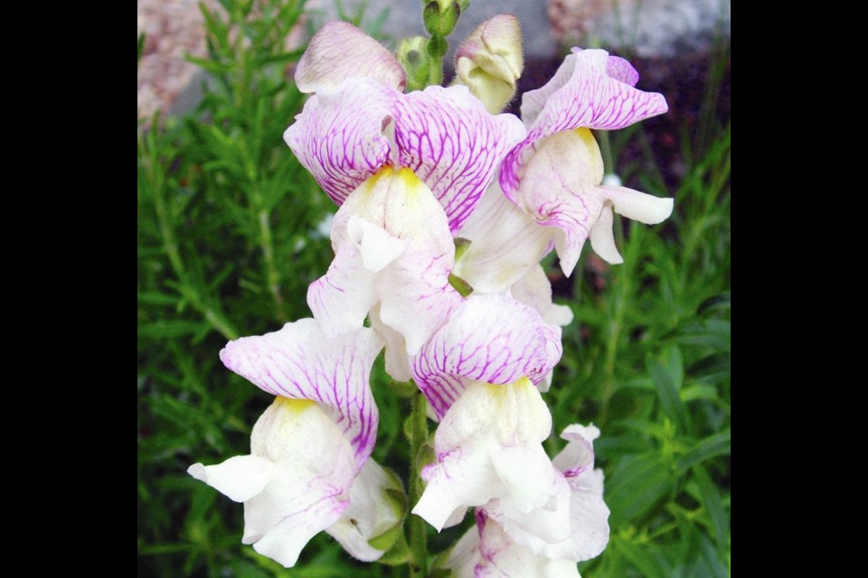 Snapdragon and sweet peas are among the annual flowers that can be seeded early indoors and transplanted outdoors while the weather remains cool, in early spring. Helen Chesnut
