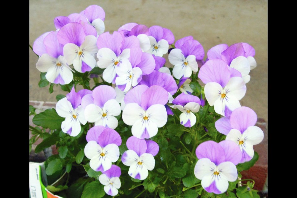 Though smaller, viola flowers are produced in profusion and withstand winter weather well. Helen Chesnut