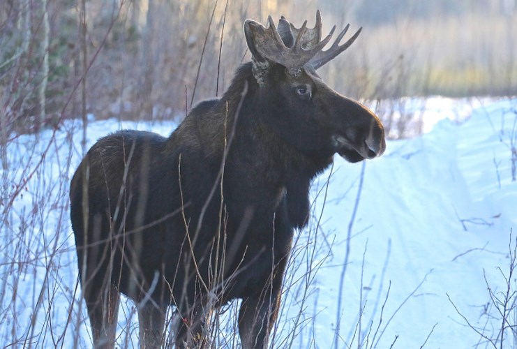 11 Airport moose WEB