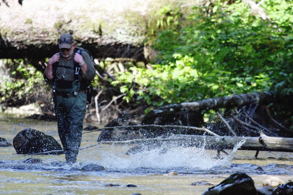 One fish, two fish. Doug Stewart counts spawning salmon in a B.C. creek. MOYNA MacILROY
