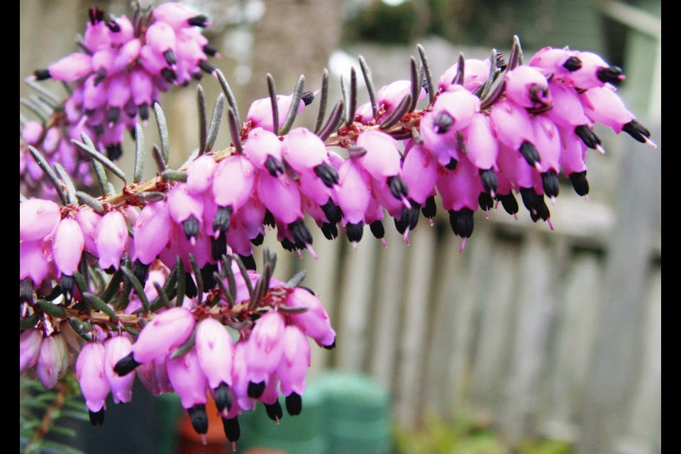 Lucie is a fairly new, award winning heather with large, vivid flowers. Helen Chesnut