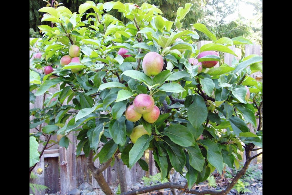 Pruning in summer helps to keep apple trees as compact as possible. HELEN CHESNUT