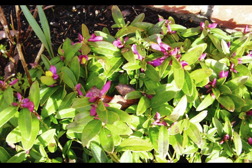 Box-leaved milkwort is one of the common names for this little Polygala chamaebuxus. Helen Chesnut