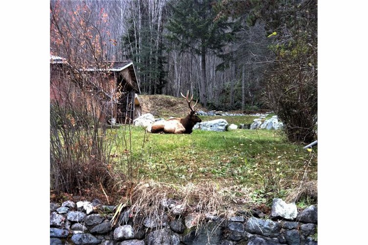01 Spike elk
