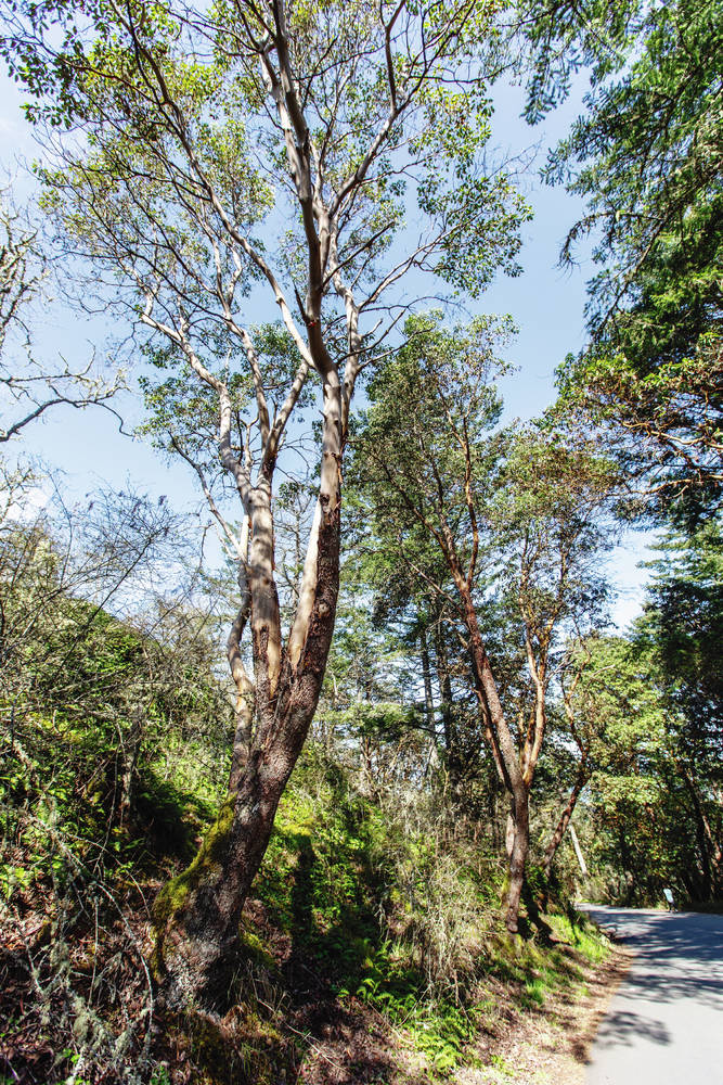 Majestic tree crossword
