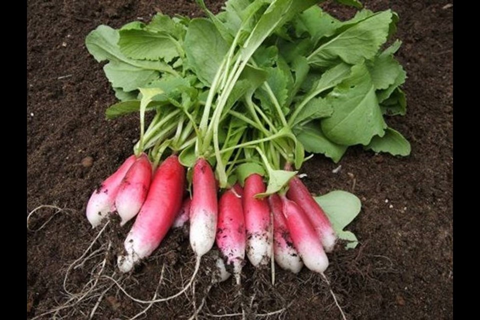 Root vegetables like radishes and carrots need adequate supplies of phosphorus and potassium in the soil to form usable roots. Helen Chesnut