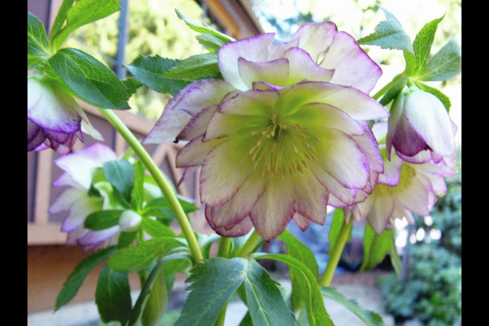 Lenten rose (Helleborus hybridus) gives a beautiful display of showy flowers in late winter and early spring. Helen Chesnut PHOTOS