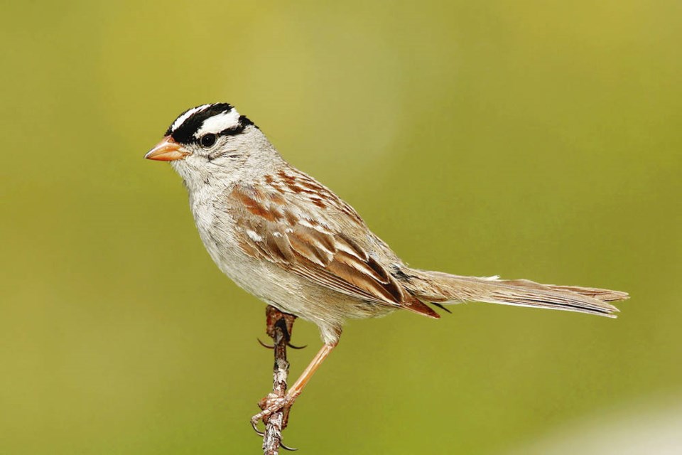 TC_190915_web_2048px-White-crowned-Sparrow.jpg