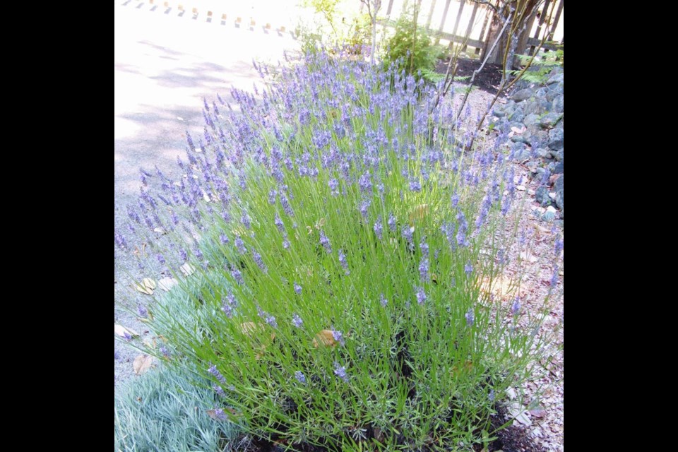 Fresh, early summer lavender florets are popular with keen bakers for flavouring cakes and cookies. Helen Chesnut