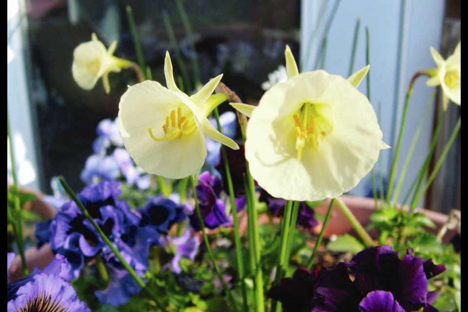 Arctic Bells is a hoop-petticoat (miniature) daffodil with exquisite little blooms that open a pale cream and slowly turn to ivory white. Helen Chesnut photo. Garden column Saturday, April 10.