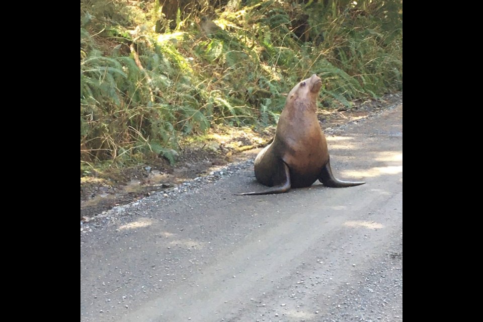 Greg Clarke saw a sea lion along a gravel logging road on the north Island on Monday, April 12, 2021. GREG CLARKE