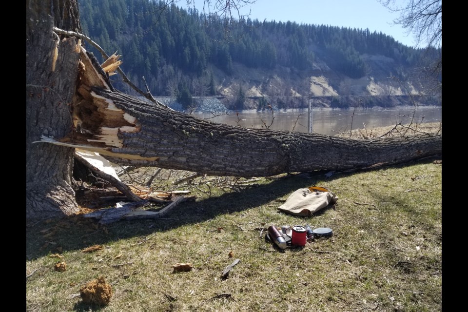 A tree toppled at Paddle Wheel Park in mid-April and came close to striking three people sitting nearby.