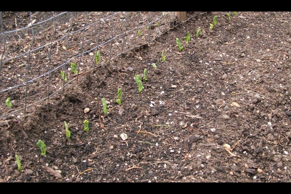 Seeds germinating in garden plots never fail to bring pleasure to gardeners. Helen Chesnut