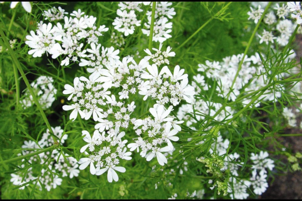 Sweet alyssum, cilantro and calendula are among the best flowers for attracting and nurturing the beneficial insects that help to keep down pest populations in our gardens. HELEN CHESNUT