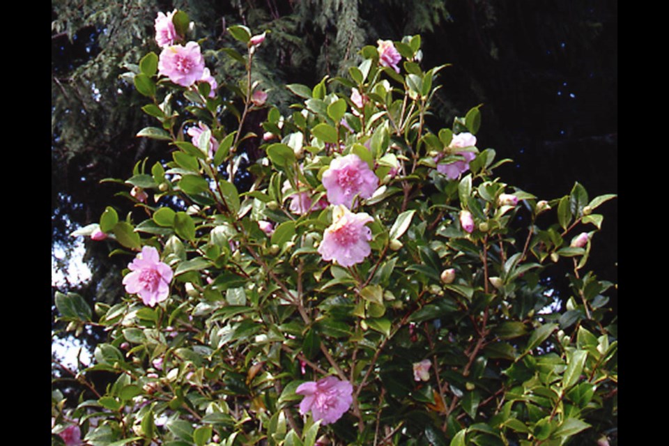 Light or dappled shade suits camellias well. Helen Chesnut
