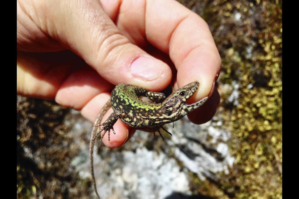 Wall lizards thrive in urban, manmade environments such as gardens, rock walls, wood piles and fences, and are often spotted soaking in sunshine on paving stones and rocks. ROYAL BRITISH COLUMBIA MUSEUM COLLECTION
