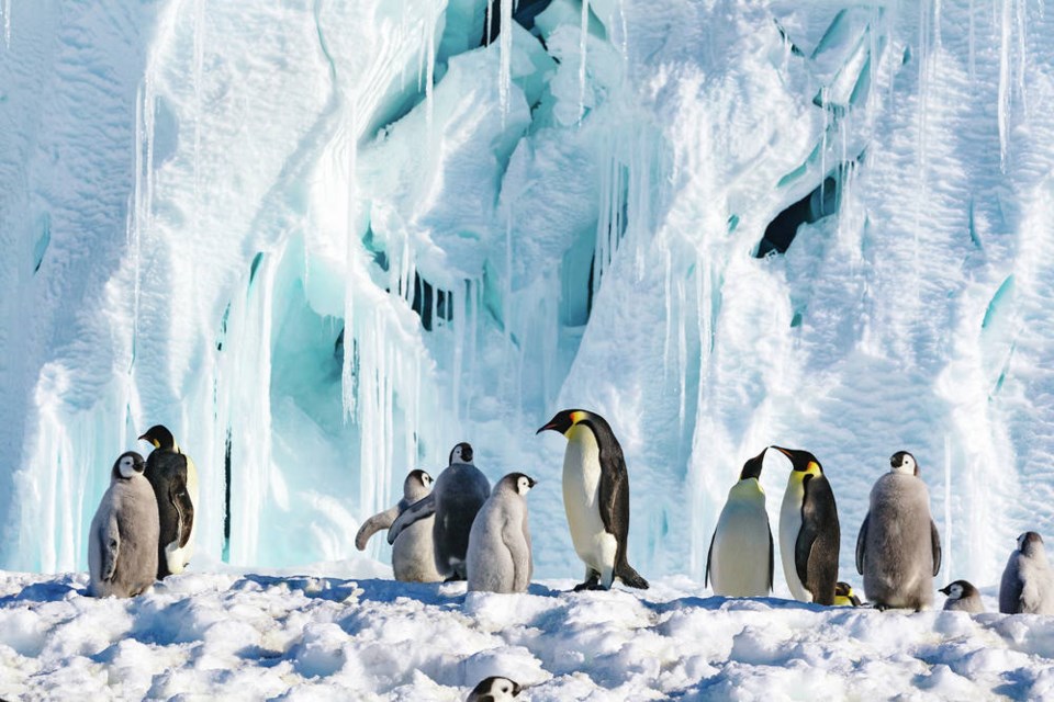 Emperor penguins photographed by Paul Nicklen
