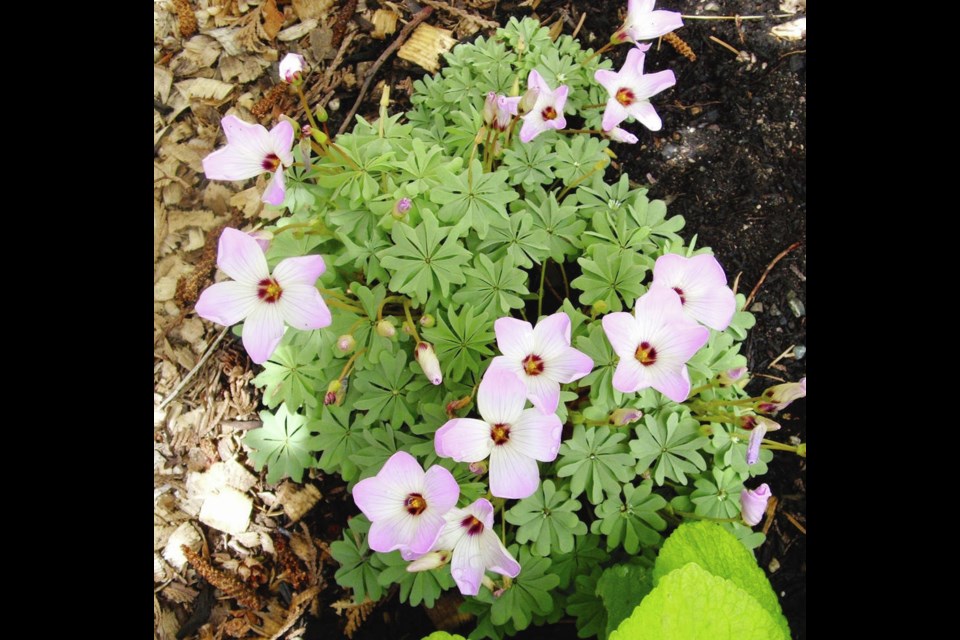 Many oxalis species are invasive, but Oxalis adenophylla is not one of them. HELEN CHESNUT