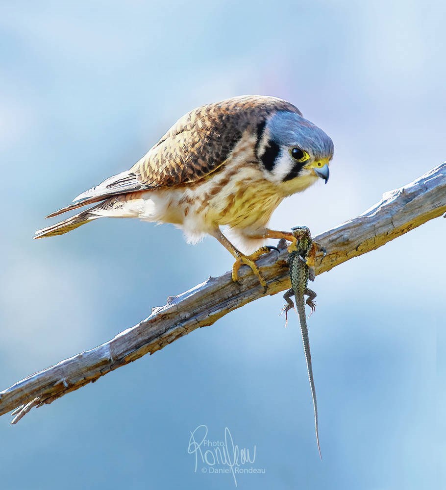 TC_255166_KESTREL-AND-LIZARD.jpg