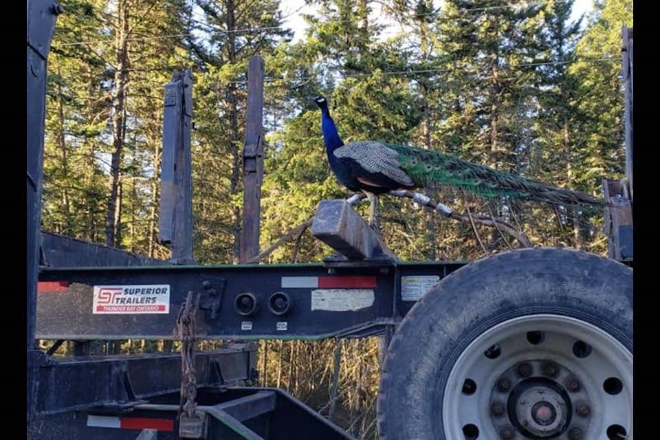 The peacock that didn't want to walk. KEVIN MacGILLIVRAY