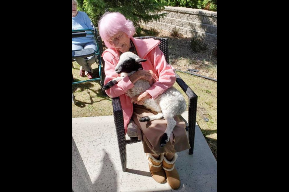 Ridgeview Lodge resident Patricia Crawshay, who turned 100 in March, makes friends with a five-month-old lamb named Bo Peep.