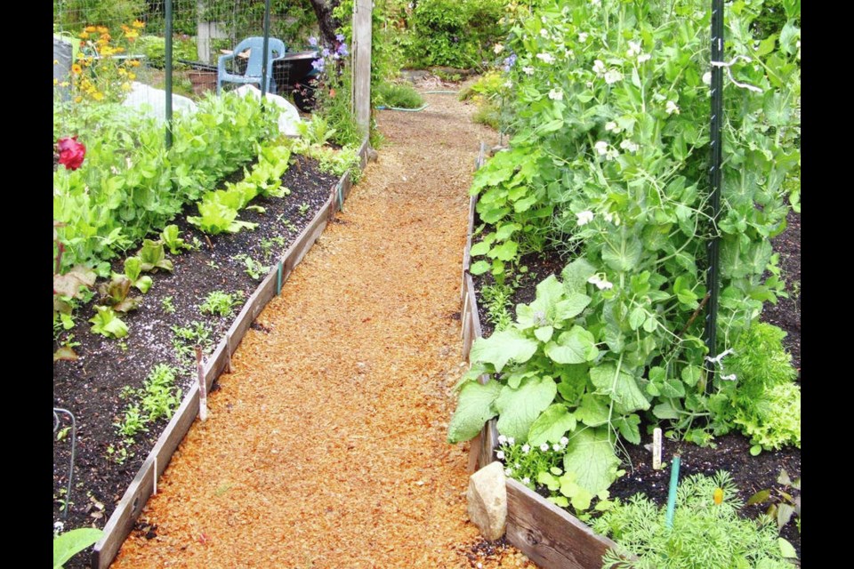 Shelling peas trained on wire fencing grow on both sides of a garden path, with room left along the path edges for flowers, lettuce and endive. Helen Chesnut