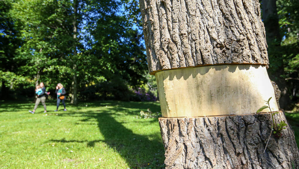 11 Tree-Planting Mistakes That Can Accidentally Kill Your Tree