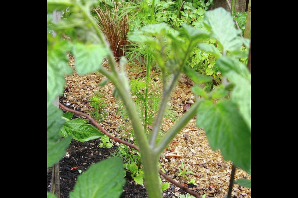 Staking tomatoes are pruned to retain just one, centre stem by removing growth emerging from the V created where leaf stems meet the main stem. These removed suckers can be rooted for more plants if they are sturdy enough. HELEN CHESNUT