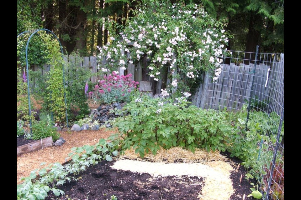 A vegetable plot, seen in mid-June, is now filled in at the centre with fall and winter carrots and daikon radishes. Helen Chesnut