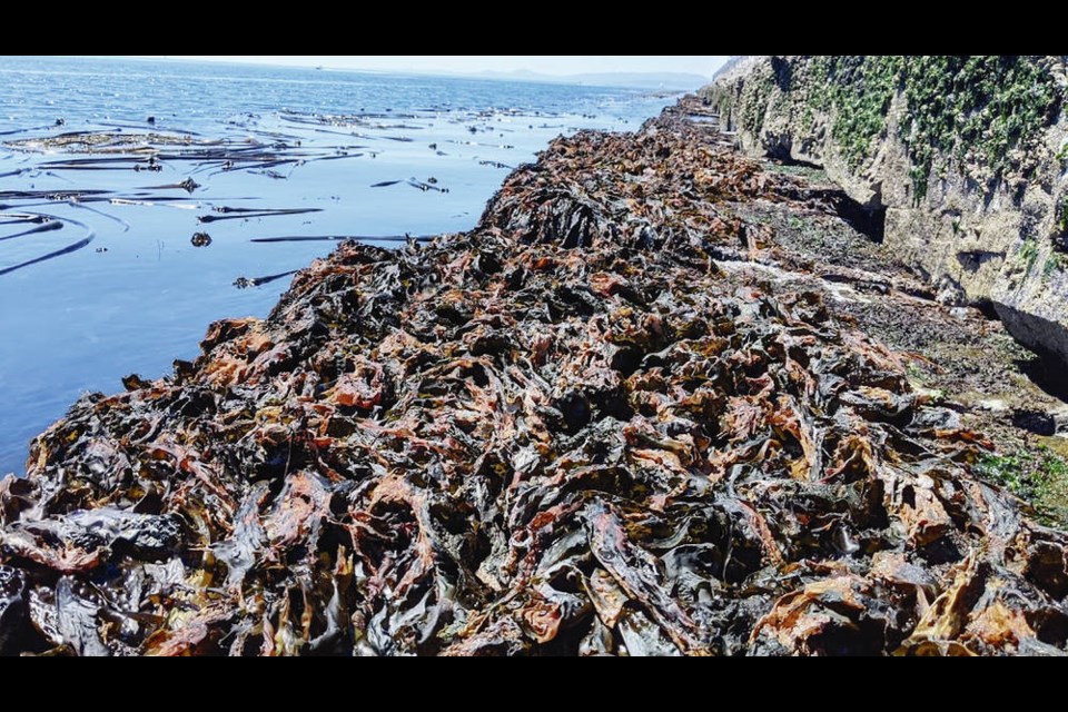 University of Victoria researchers documented dried-out kelp at Ogden Point on June 27, during a period of extreme heat. 
BRIAN TIMMER, UNIVERSITY OF VICTORIA