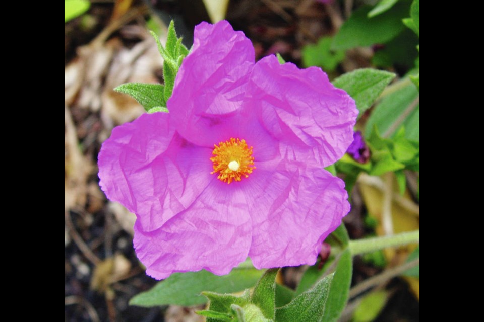 Evergreen shrubs like Cistus are well suited for hot, dry places. They are drought tolerant once established. Sunset, also known as Brilliancy, has flowers with crinkled petals. HELEN CHESNUT
