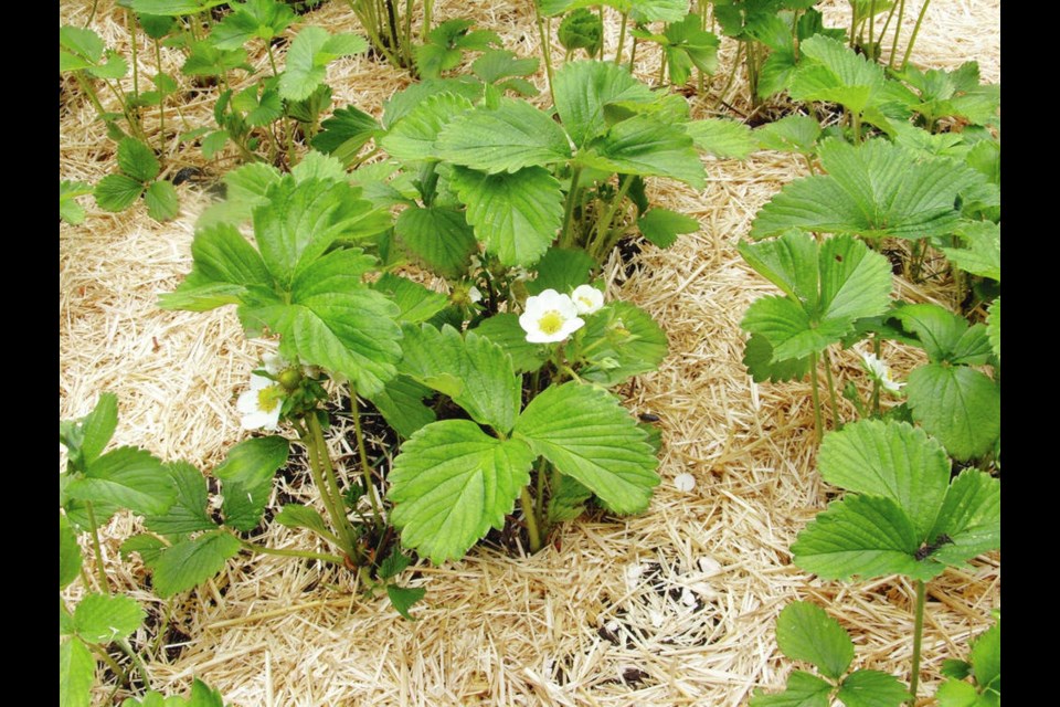Straw placed under developing strawberry clusters keeps the berries clean and dry as they develop and ripen. Helen Chesnut