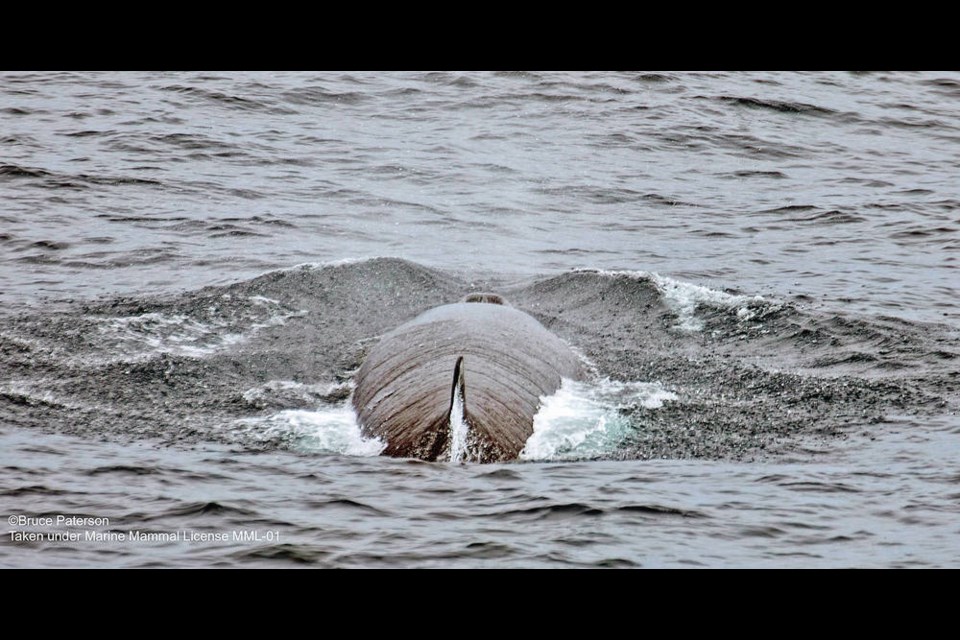 Scientists spotted a pod of Sei whales off B.C.'s coast last week — the largest gathering seen in years after the whales were heavily hunted. Credit: Bruce Paterson