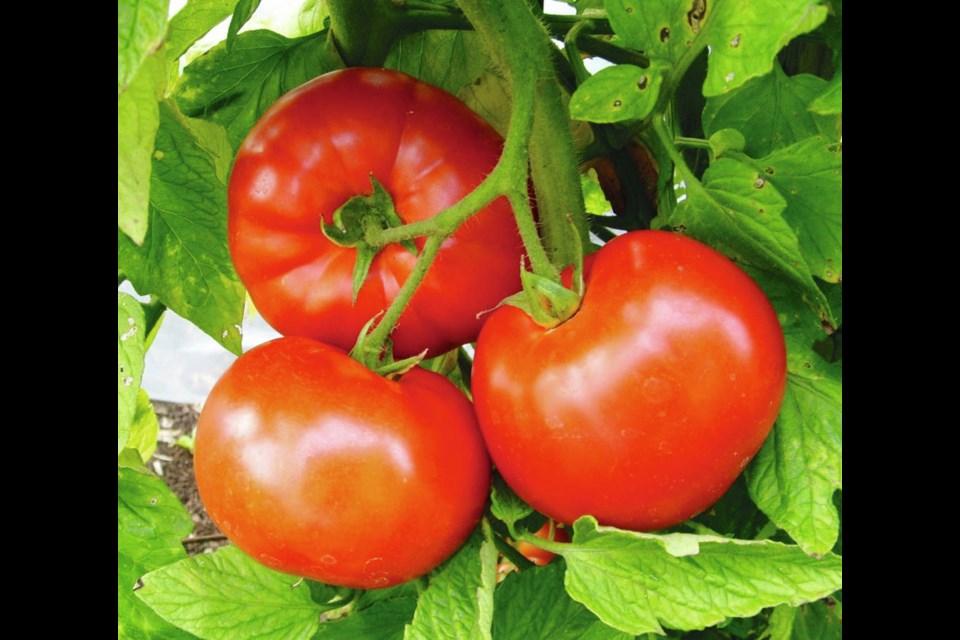 Big Beef is an easy-growing producer of tasty tomatoes. HELEN CHESNUT