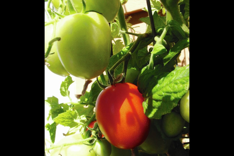 Little Napoli produces substantial yields of Roma tomatoes on compact plants recommended for growing in containers. HELEN CHESNUT