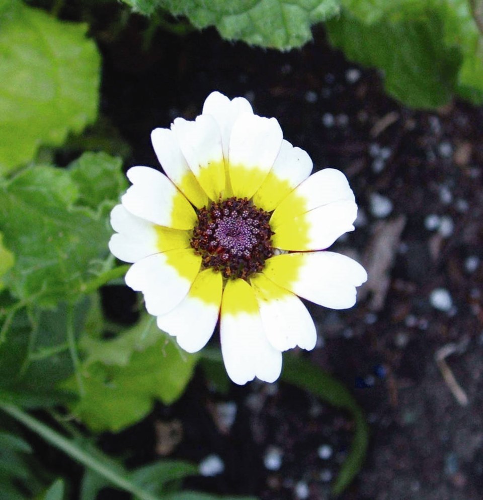 TC_297297_web_Chrysanth-carinatum--painted-daisy--3.jpg