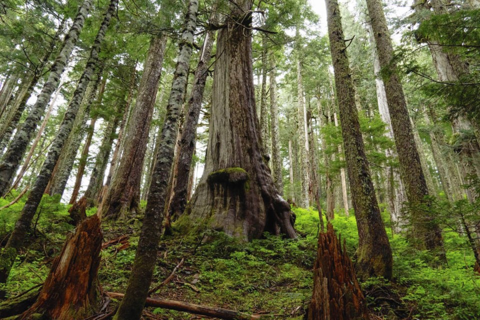 Old-growth forest atop the Fairy Creek Watershed near Port Renfrew. In her research, forest ecologist Suzanne Simard discovered that old trees feed new trees a cocktail of nutrients necessary for survival and change the ingredients of the cocktail in response to climatic conditions. Old trees even recognize their own kin, preferentially distributing nutrients to their offspring over seedlings that took root in their shade carried there by wind or dropped by a bird or animal. NORMAN GALIMSKI