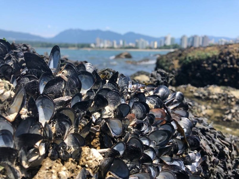 dead mussels heat dome vancouver