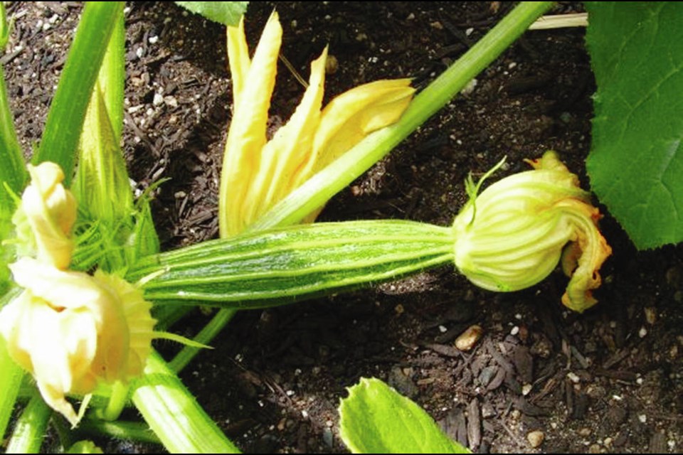 Baby zucchinis are a gourmet treat in salads, lightly cooked, or used for dipping. Helen Chesnut photo.