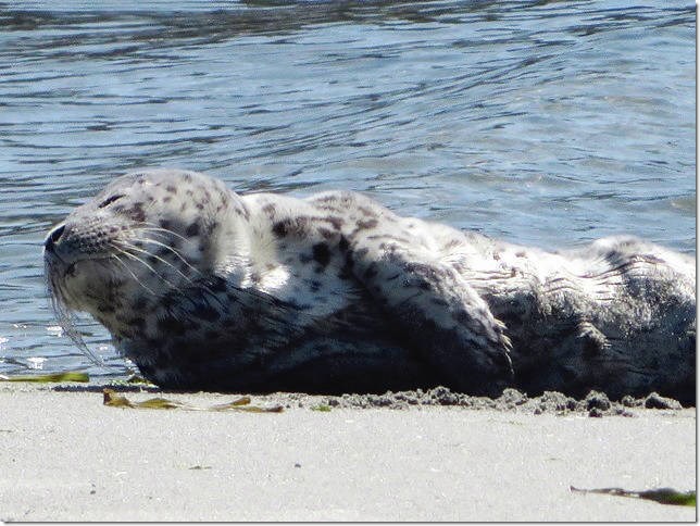An emaciated seal pup on Sidney Island. Its the height of seal-pupping season on the coast. After the mothers give birth on land, they leave the pups along beaches, rocky headlands, even the Ogden Point Breakwater, to forage for food  sometimes for days at a time. WAYNE HOLLOHAN