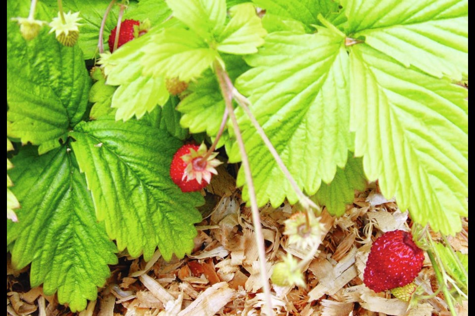 Alpine strawberries are an ideal in-garden snack. Helen Chesnut