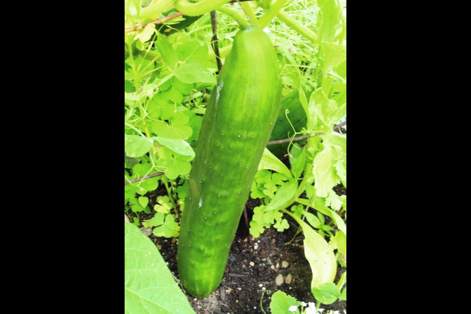 Vining cucumbers that produce long fruits require a fertile, humus-rich soil, adequate moisture and a fairly roomy root run to produce well for as long as possible. Helen Chesnut